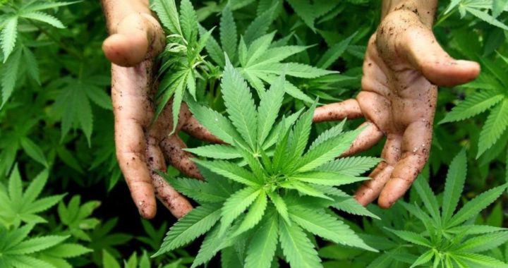 El Gobierno Nacional buscará legalizar la tenencia y autocultivo de marihuana en 2020