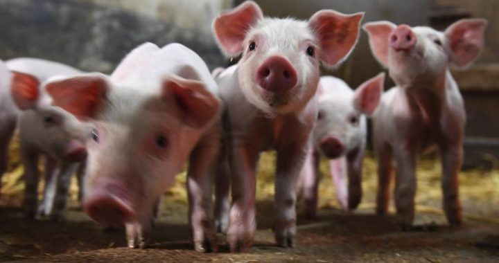 El gobierno recomendó cuidados para evitar triquinosis durante las faenas