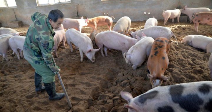 Alertan sobre aparición de una nueva cepa de gripe en China de fácil transmisión entre humanos con origen porcino.