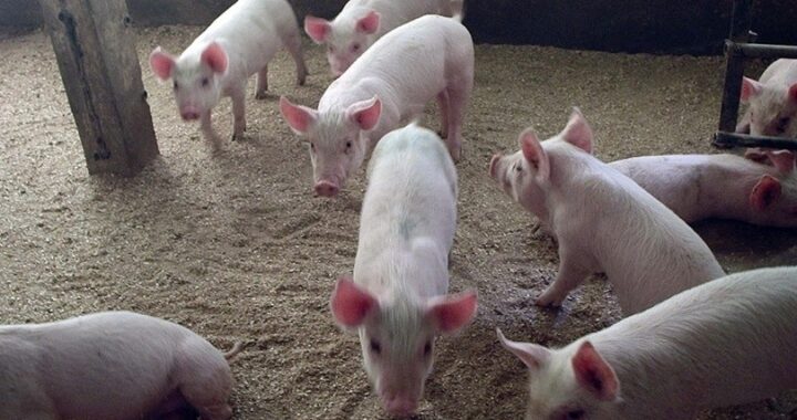 Postergan para noviembre la firma de acuerdo con China para la producción de cerdos