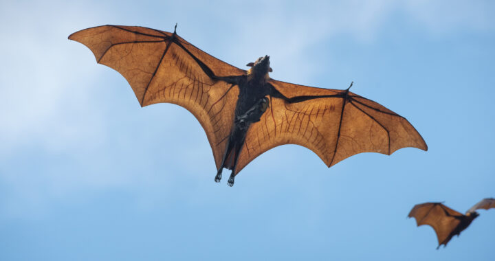 Bloque santiario en Villa Santillán por la notificación de un murciélago positivo de rabia