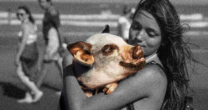 Un cerdo-mascota pampeano es furor en la costa y despierta interés en que se empiecen a adoptar como perros y gatos