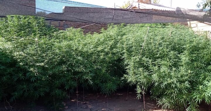 Secuestran 7 plantas de marihuana de más de 2 metros de altura de una vivienda en Victorica