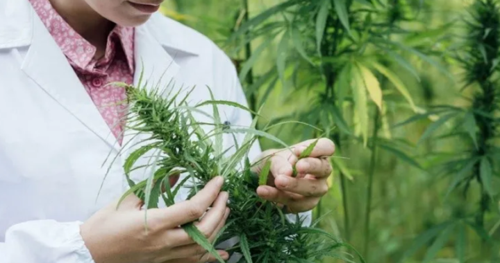 Autorizaron inscripción de variedades de cannabis para su uso medicinal