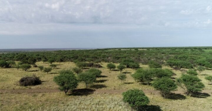 La Provincia comprará 5.000 hectáreas para concretar el “Parque Nacional El Caldenal”