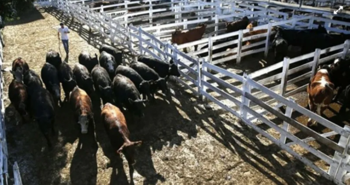 Comenzó el paro del campo en rechazo a la suspensión de las exportaciones de carne