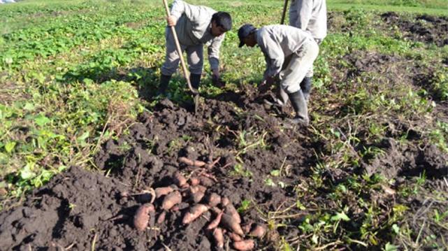 El Banco Nación destinará $10 millones en créditos a pequeños productores agropecuarios