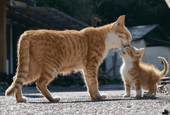 Un hombre deberá pagar $300 mil pesos por asesinar a un gato