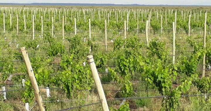 La bodega Cassone adquirió 60 hectáreas más bajo riego en Casa de Piedra
