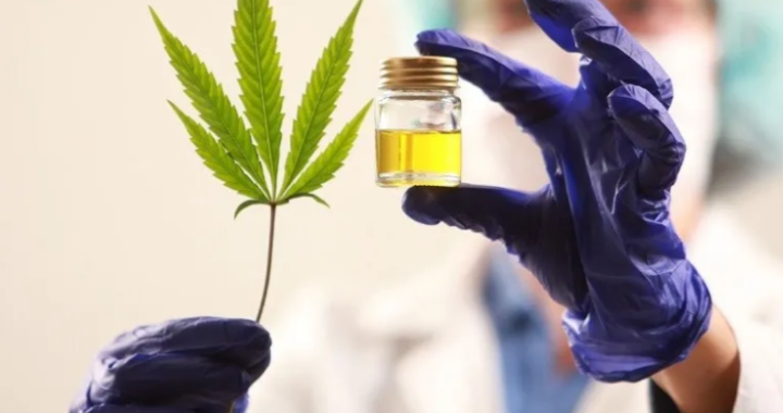 El Gobierno impulsará la producción de cannabis medicinal: Podría generar un mercado local de 450 millones de dólares