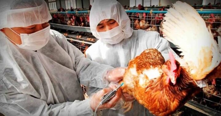 China confirmó el primer caso gripe aviar H10N3 en humanos