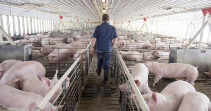 Ahora cancillería desmiente que haya cerrado un acuerdo con China para instalar granjas porcinas en el país