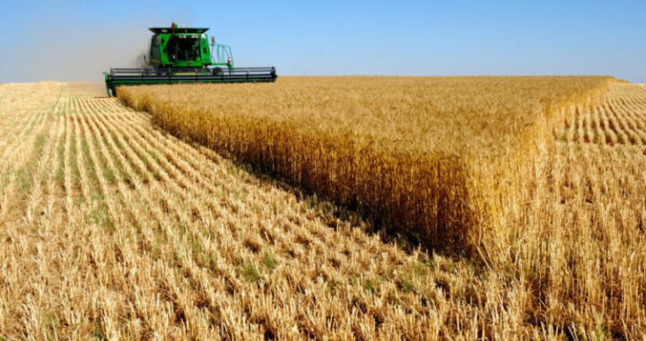 Se avecina a una cosecha histórica de trigo hay expectativas por un récord de divisas