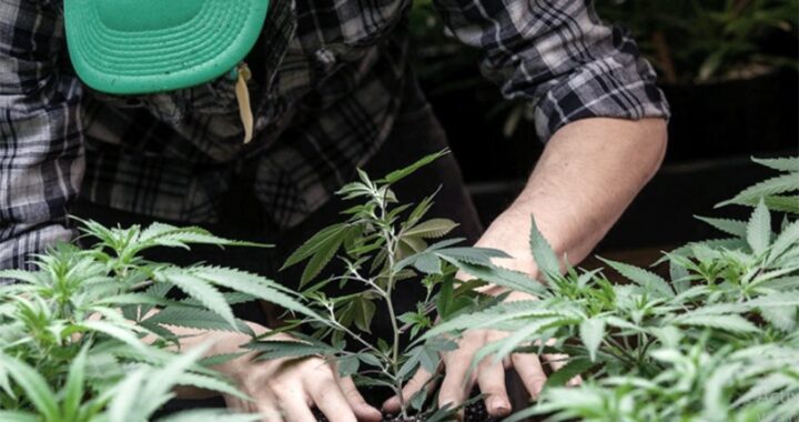 La Rioja será la provincia con mayor cultivo de cannabis del país