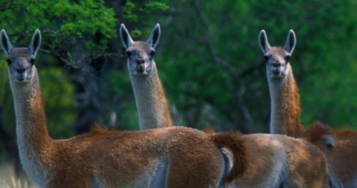 Peces, aves, reptiles y mamíferos: los animales pampeanos que corren peligro de desaparecer (fotos)
