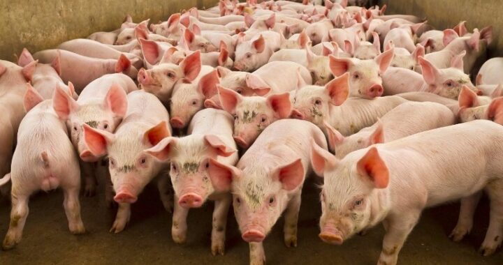 El Gobierno provincial cuenta con financiamiento para el sector porcino