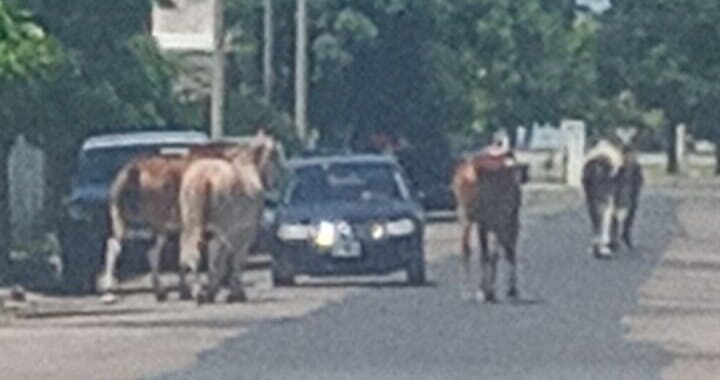 Insólito: Cuatro caballos sueltos casi generan un accidente en Villa del Busto