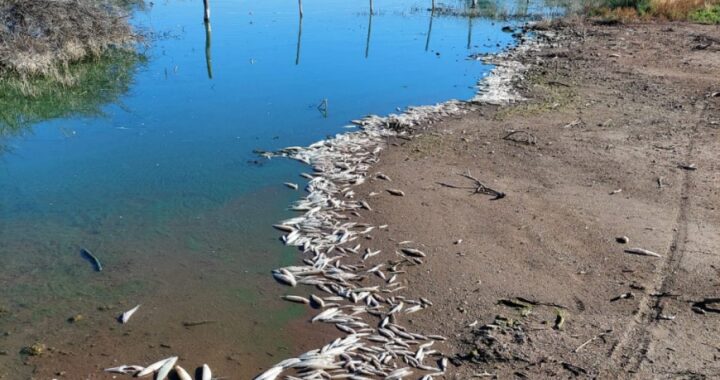 Se detectó mortandad de pejerreyes en el Bajo Giuliani