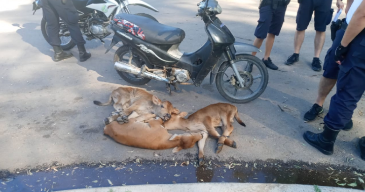 Cuatro hombres fueron demorados cuando circulaban con tres terneros en dos motos