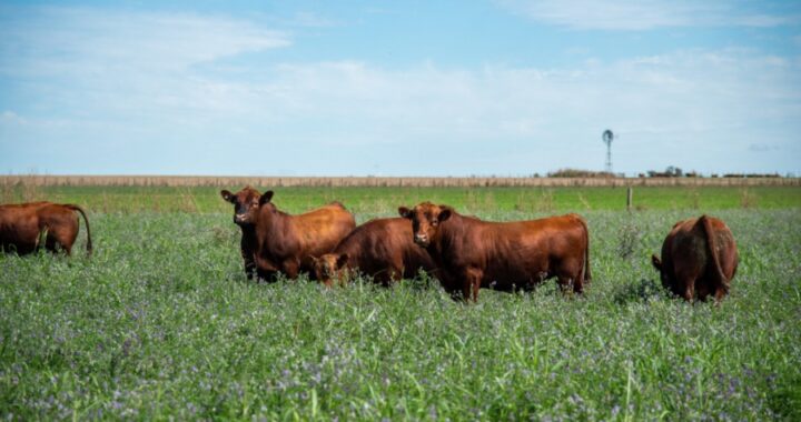 Comenzó la Campaña de Vacunación Antiaftosa 2022