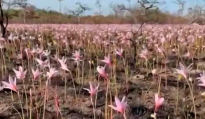 Tras las lluvias, brotaron flores en los incinerados Esteros del Iberá