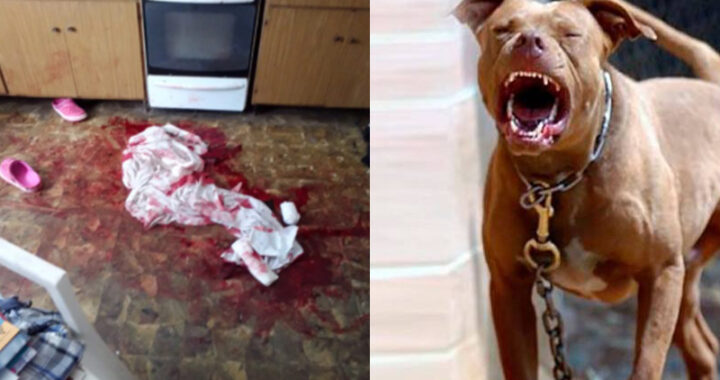 ¿Quién es el dueño del pitbull que mató a una anciana de 87 años en Realicó?