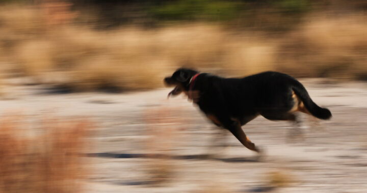 Envenenaron a cuatro perros en un día
