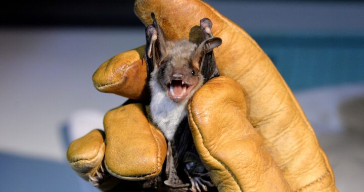 Un nuevo bloqueo sanitario en Santa Rosa por otro muerciélago positivo de rabia