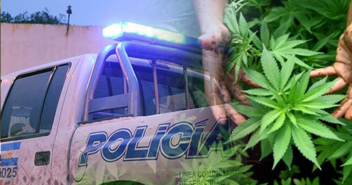 “Cogolleros” entraron a una casa de  Santa Rosa para robar plantas y no las encontraron