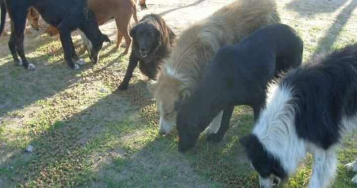 Desde la oposición criticaron duramente a Luciano Di Nápoli por la superpoblación de perros y gatos