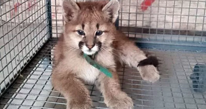 La Pampa: Encontraron un cachorro de puma en una casa