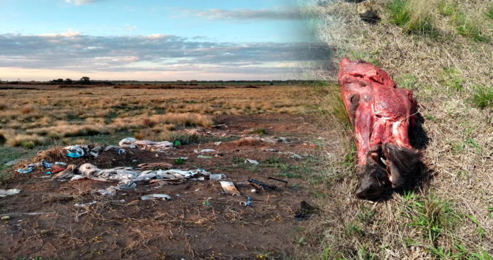 Más minibasurales en Santa Rosa: Vecinos denuncian que ahora arrojan animales muertos
