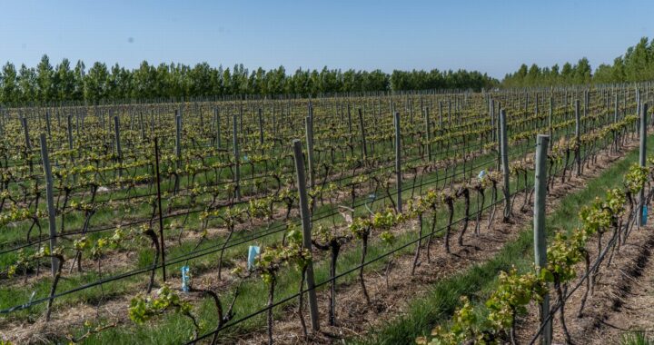 Notorio crecimiento de las zonas productivas de Casa de Piedra