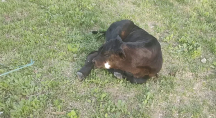 Santa Rosa: No la invitó a tomar algo, la invitó a robar un ternero; ella fue detenida y él escapó