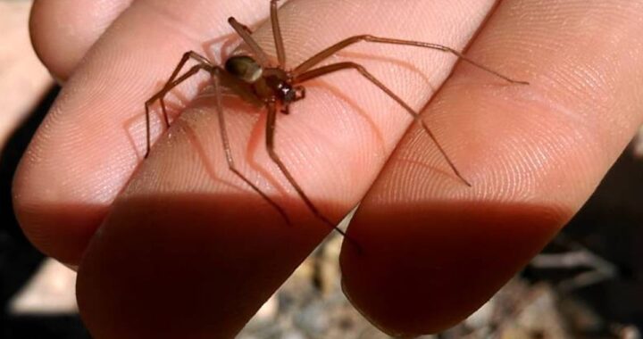 Un veneno 15 veces más tóxico que el de la cobra: qué hacer frente a una “araña del rincón”