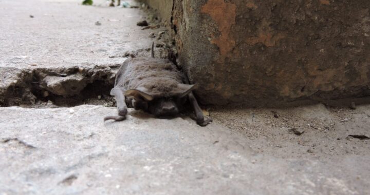 Alertan que el Butaló está “plagado” de murciélagos: “Uno aturdido desde el piso quiso entrar a mi casa”