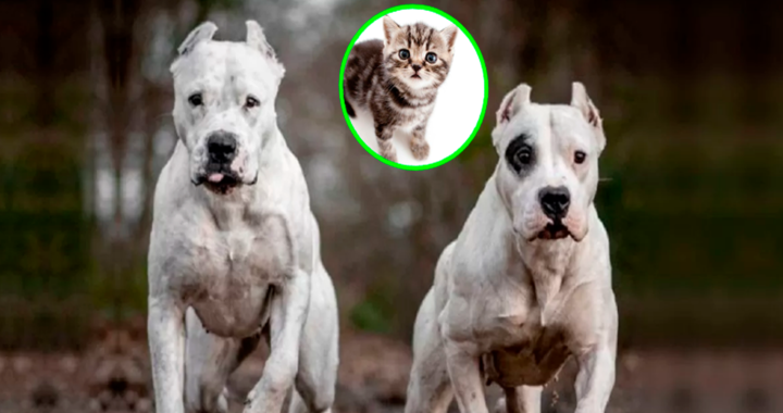 Santa Rosa: Denuncian que un grupo de personas salen a cazar gatos con perros dogos por “diversión”