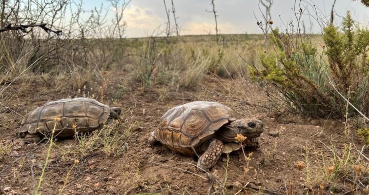Liberaron tortugas terrestres en la Reserva Provincial Pichi Mahuida