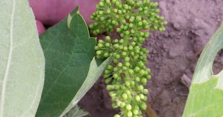 Heladas tardías: “Casa de Piedra será uno de los pocos lugares del país donde se podrá cosechar”