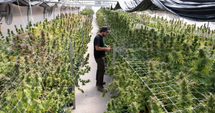 Crearon la Agencia Nacional de la industria del cannabis