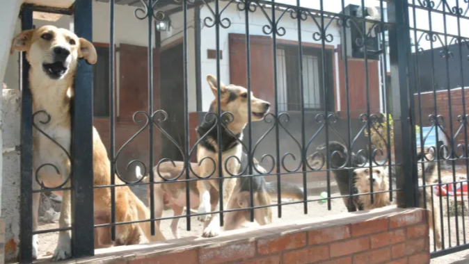 Finalmente apareció la hija de la mujer hallada muerta y comida por sus perros