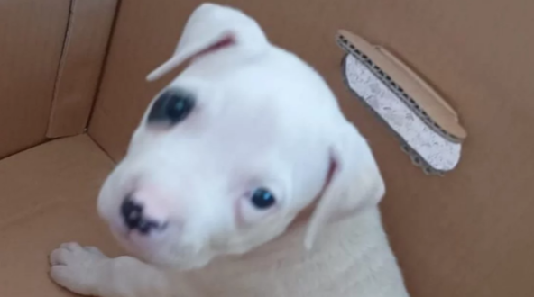 Santa Rosa: Robó tres cachorritos y los publicó en Instagram para venderlos