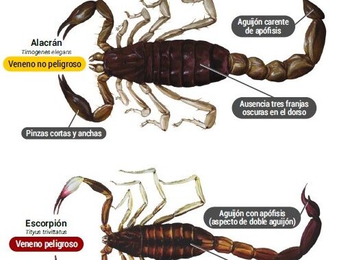 Arañas, escorpiones, culebras: informan para diferenciar las especies peligrosas en La Pampa y cómo protegerse