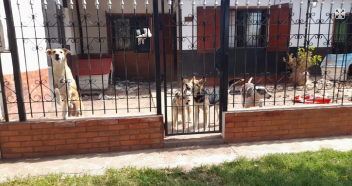 Santa Rosa: Encontraron muerta a una mujer comida por sus perros