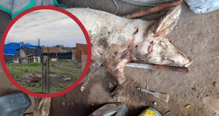 Faenó la chancha de una mujer que está a cargo de un merendero y quisieron lincharlo; pasó en Santa Rosa