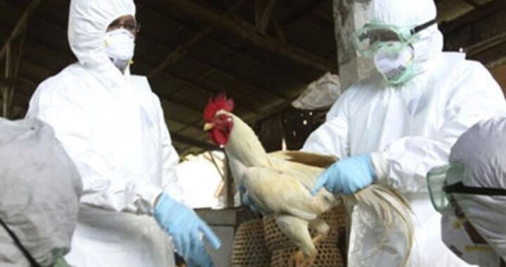 Detectaron el primer caso de gripe aviar en La Pampa