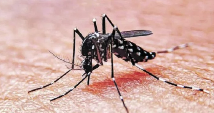 Hay 15 casos de dengue en La Pampa y gobierno insiste en medidas preventivas, ¿Cuáles son?