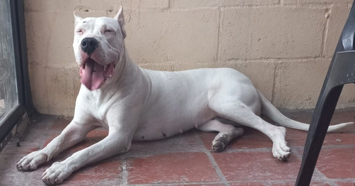 Santa Rosa: Un perro dogo atacó a un hombre de 67 años