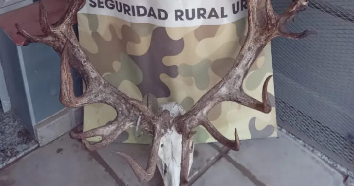 Recuperaron una cabeza de ciervo valuada en 20 mil dólares: La tenían en un pasaje del Plan 5000