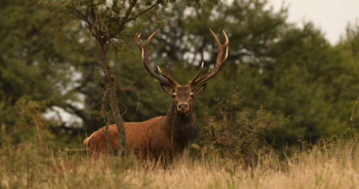 Casi un millar de excursiones se concretaron en la temporada de Avistaje de Ciervos en Brama 2023